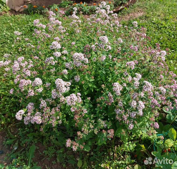 Душица обыкновенная.(саженцы)