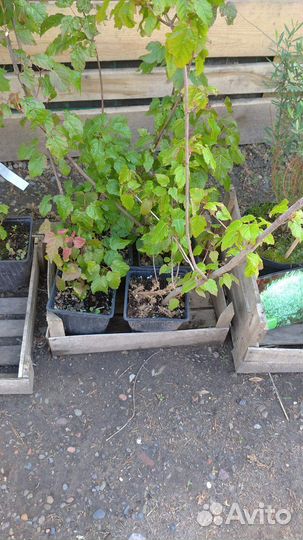 Клен Гиннала/ саженцы клена/ декоративные деревья