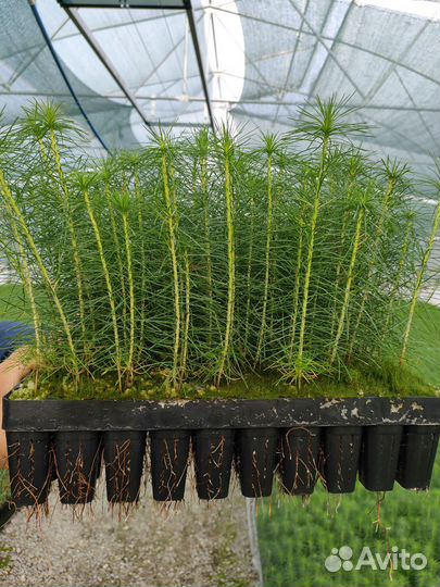 Посадочный материал сосны зкс