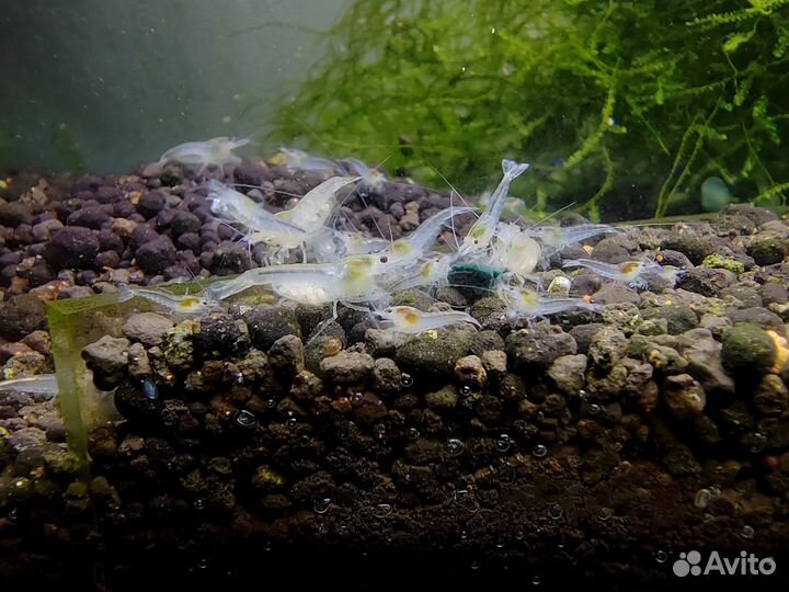 Грунт для аквариума