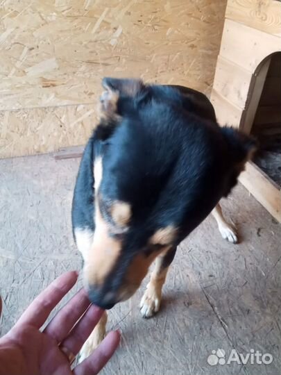 Пёс с тяжелой судьбой ищет добрых хозяев