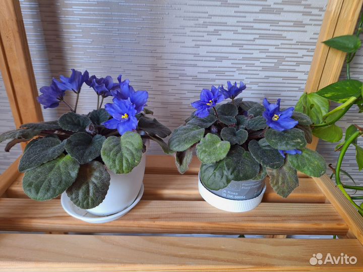 Фиалки цветущие в горшке