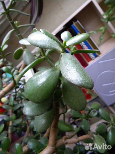 Крассула (Денежное дерево или Толстянка)