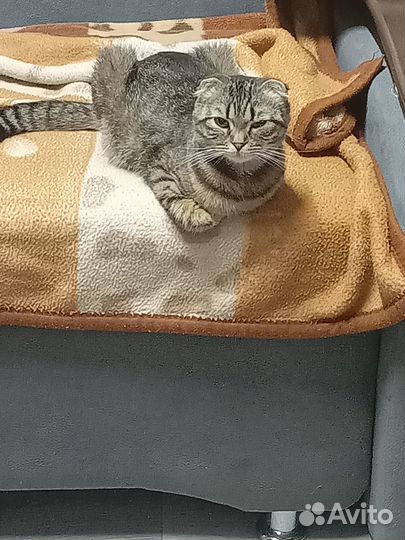 Отдам в добрые руки кошку