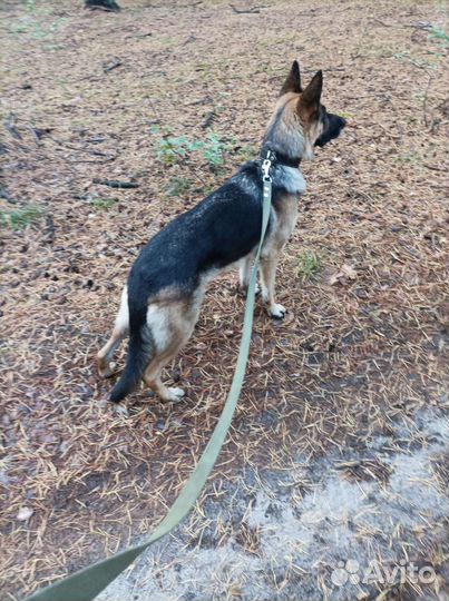 Собака немецкая овчарка девочка
