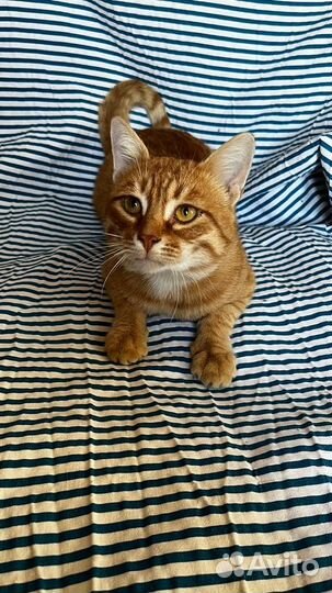 Кот молодой