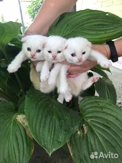 Шотландские котята
