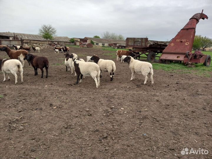 Бараны дорперы