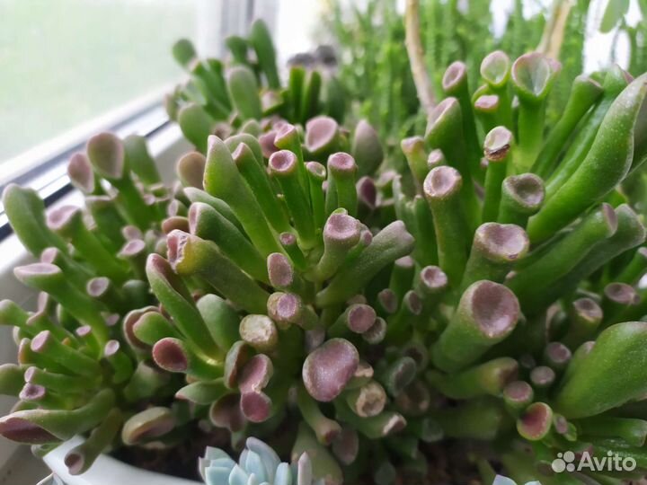 Комнатные цветы. Суккуленты