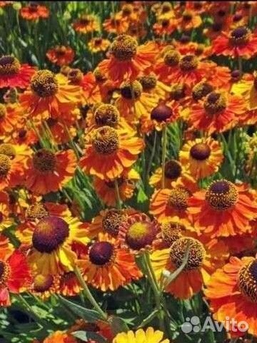 Гелениум, гелиопсус, гипсофила, полынь октябринки