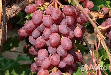 Виноград для Рязани мускатный сорт Виктория