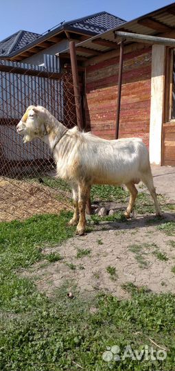 Козел Ламанча