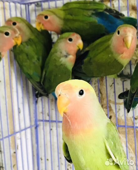 Попугаи Неразлучники Розовощекие