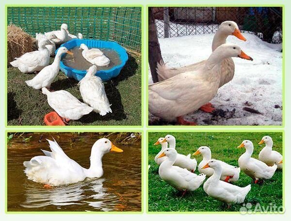 Суточный утенок ST5