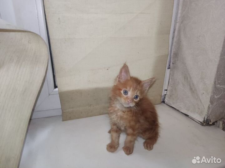 Котята мейн-кун