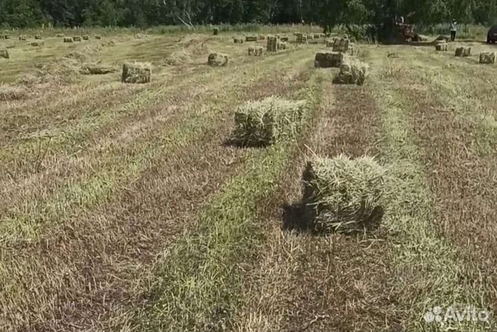 Сено в тюках