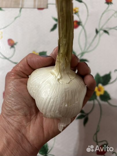 Чеснок Рокамболь