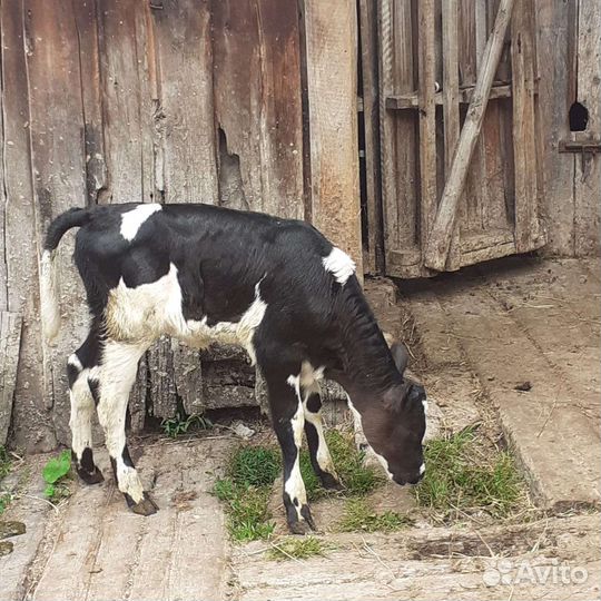 Тёлка, телята