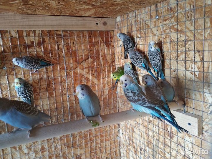Птенцы волнистый попугай с клеткой