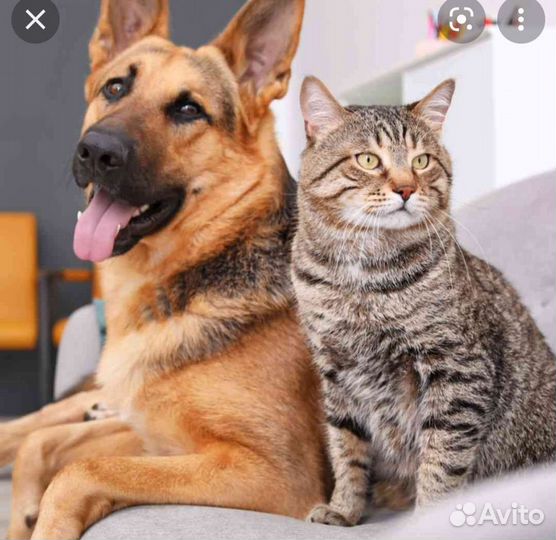 Ветеринарный врач на дом (кошки и собаки)