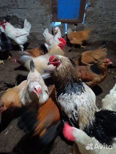 Молодые петухи