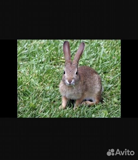 Продам мясо кролика