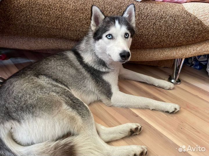 Сибирский хаски