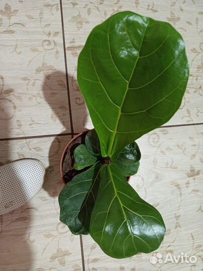 Фикус лирата