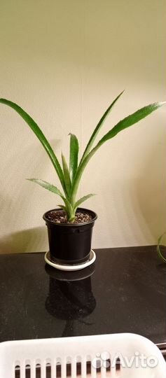 Бильбергия