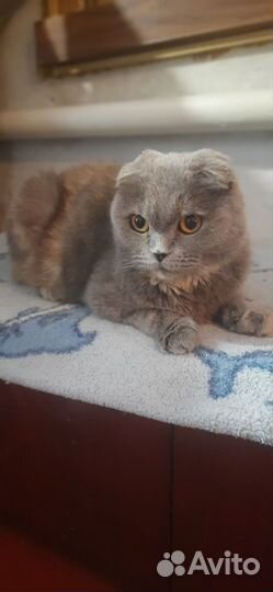 Шотландская кошка
