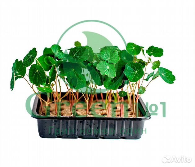 Семена для микрозелени