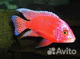 Аулонокара. Земляничка. Цихлиды