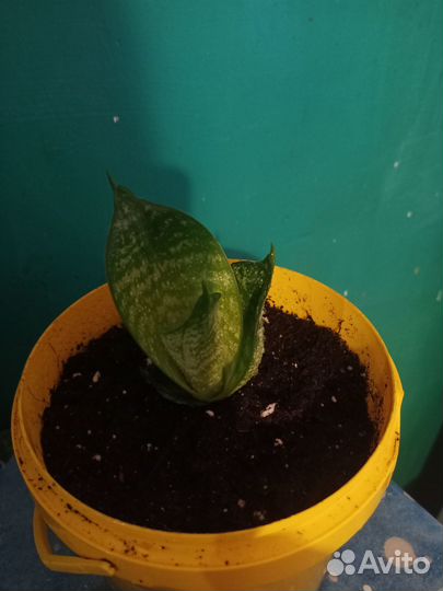 Сансевиерия