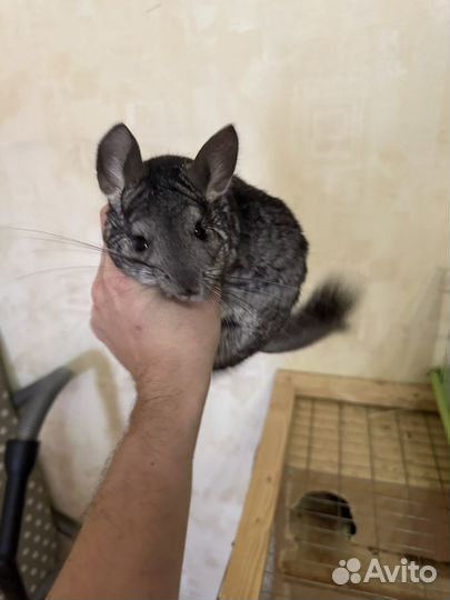 Шиншилла семья