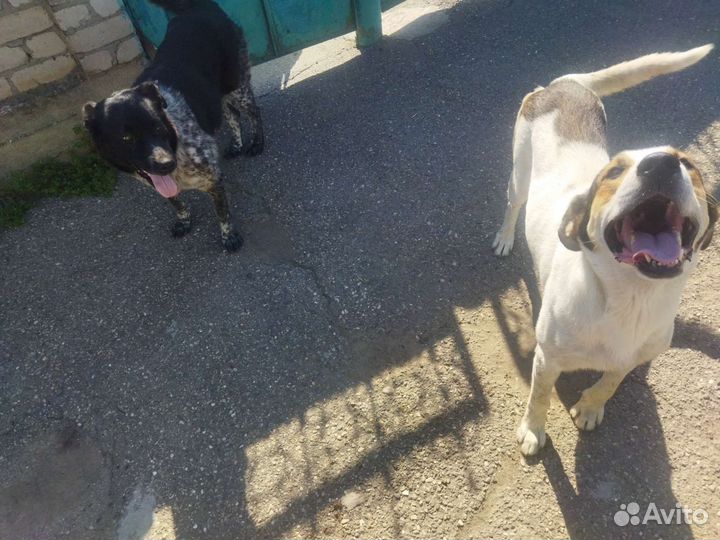 Собаки в добрые руки