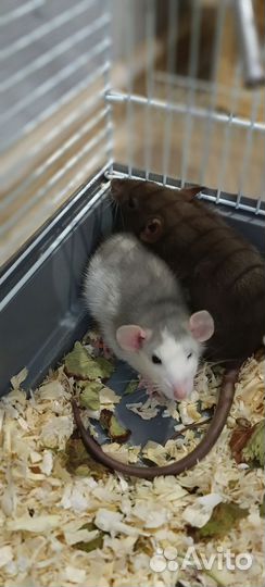 Милашки Дамбо