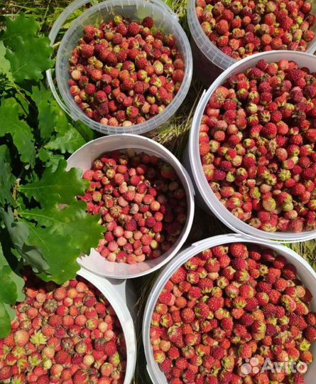 Клубника луговая