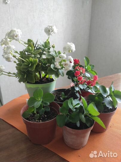 Каланхоэ блоссфельда