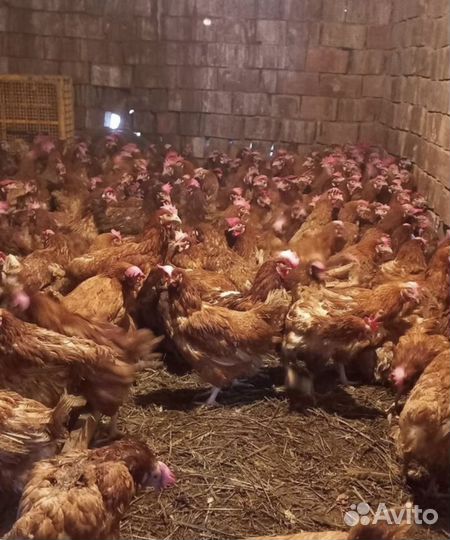 Курочки к дому