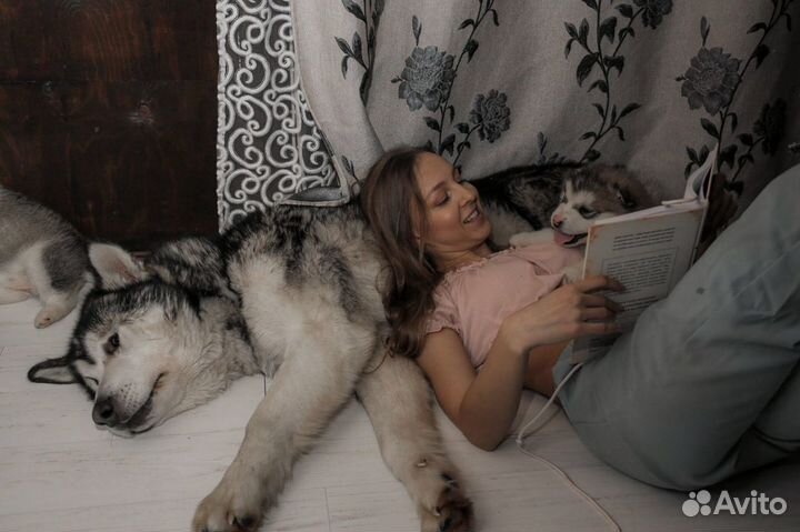 Щенки маламут