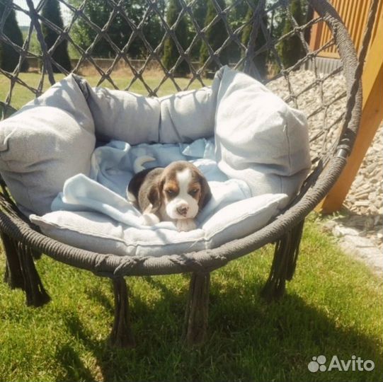 Щенки бигль