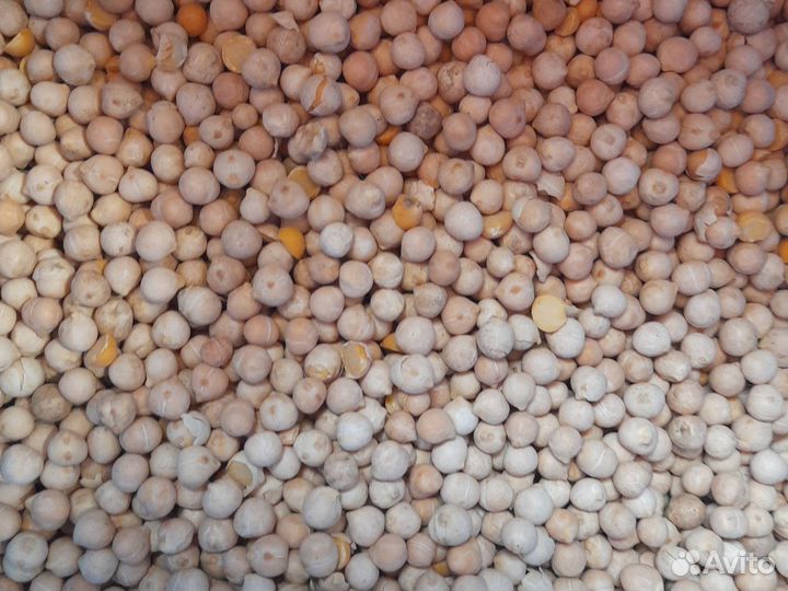 Нут, горох, чечевица