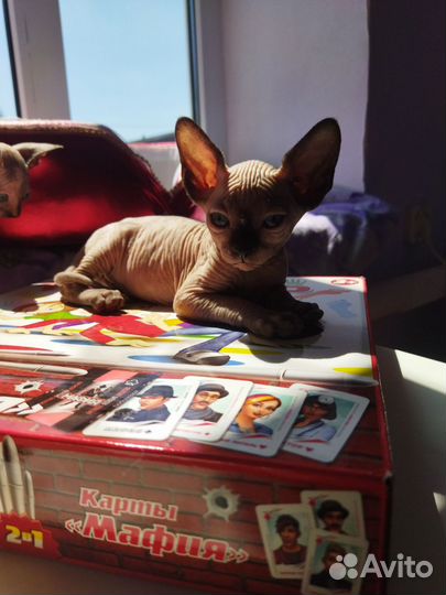 Канадский сфинкс