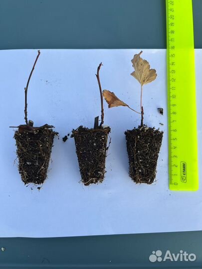 Пузыреплодник калинолистный Red Baron вкассете