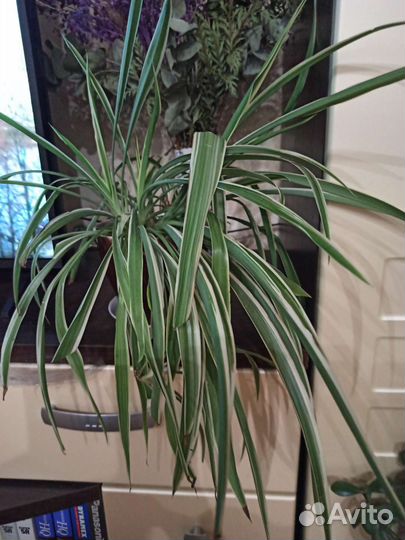 Хлорофитум