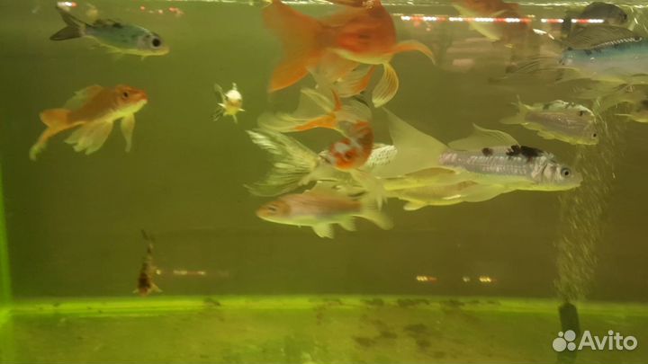 Живая рыба