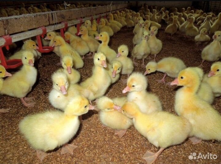 Гусята линда, суточные и подрощенные