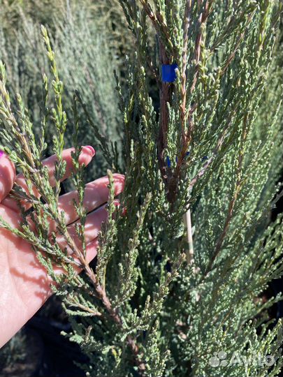 Можевельник скальный Блю Эрроу