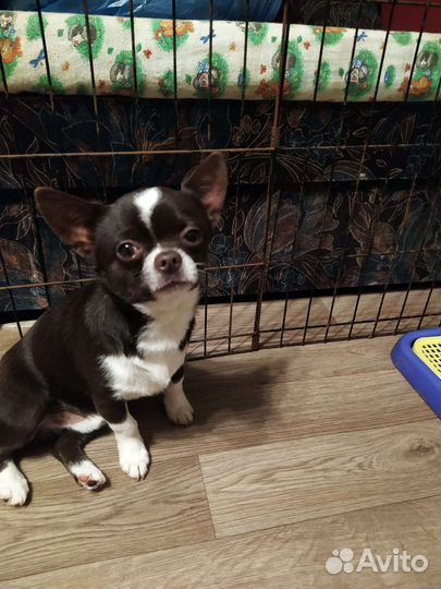 Очаровашка чихуахуа (мальчик)