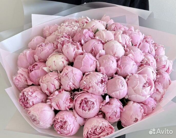 Пионы Сара Бернар